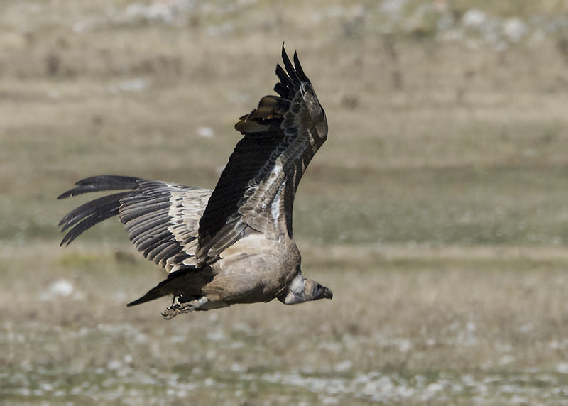 Grifone - Gyps fulvus